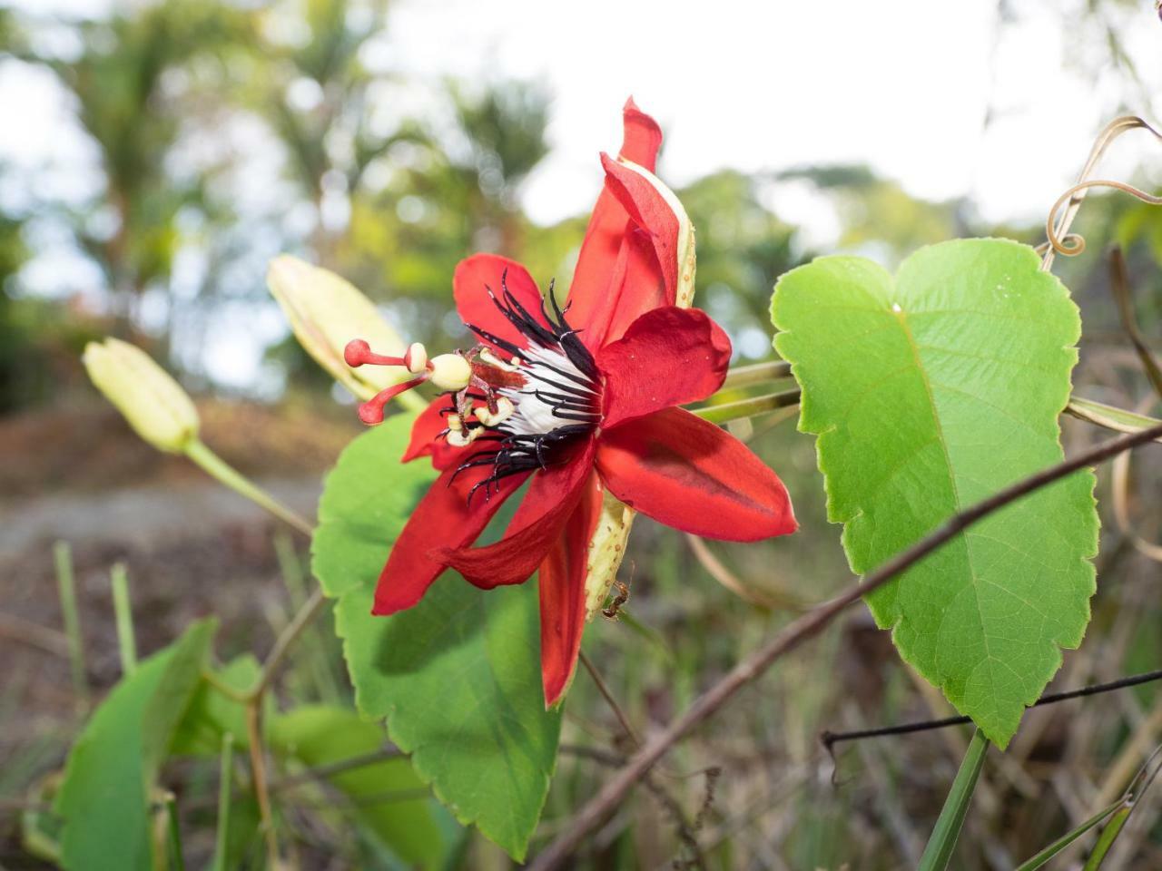 Paradiselodge Casa Romantica Platanillo ภายนอก รูปภาพ